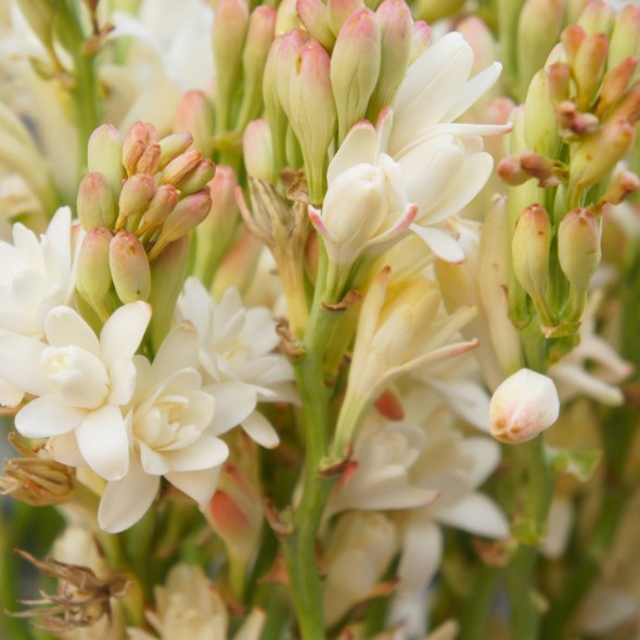 Tuberose