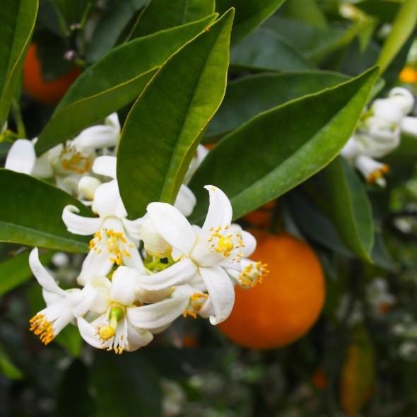 Absolu Fleur d'Oranger LMR Tunisie