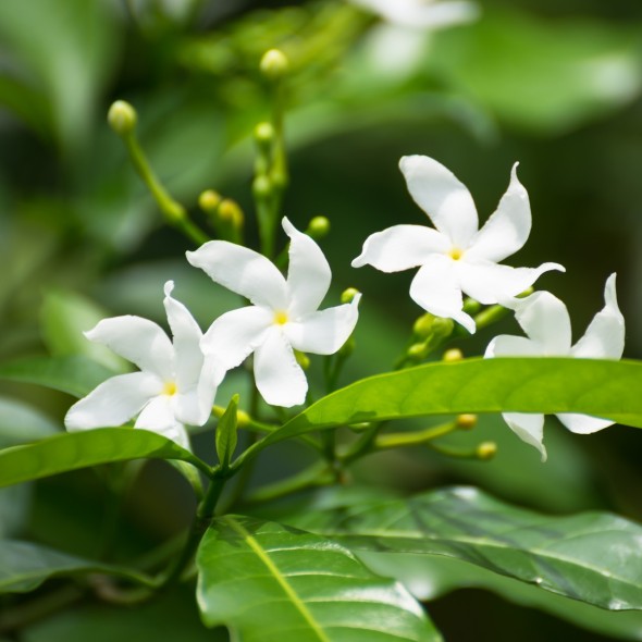 Absolu Jasmin Open Flower For Life LMR Inde