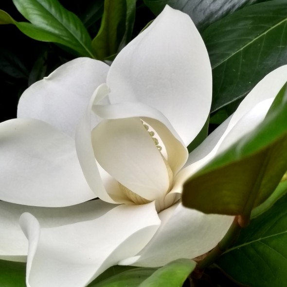 Essence de Fleur de Magnolia LMR Chine