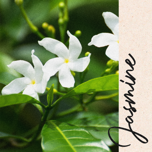 An exceptional "open flower" jasmine