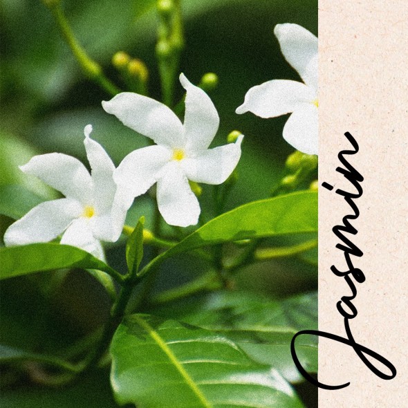 Un jasmin "open flower" exceptionnel