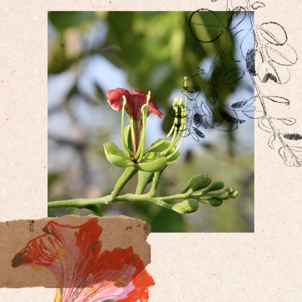 La fleur d’acajou
